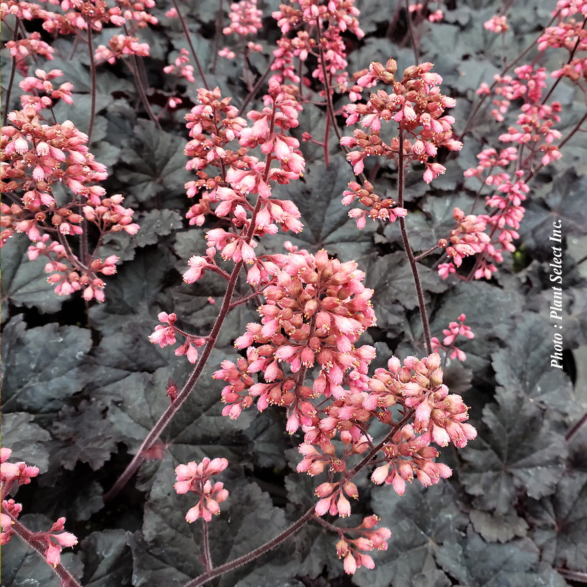 Heuchera 'Timeless Night'