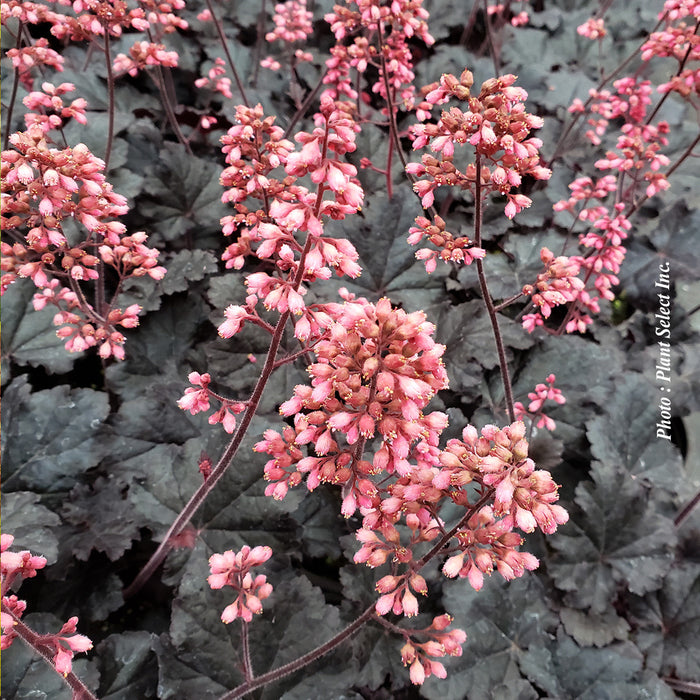 Heuchera 'Timeless Night'