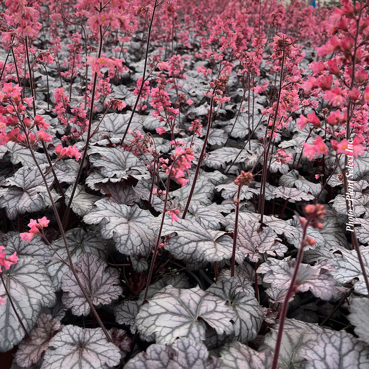 Heuchera 'Timeless Treasure'