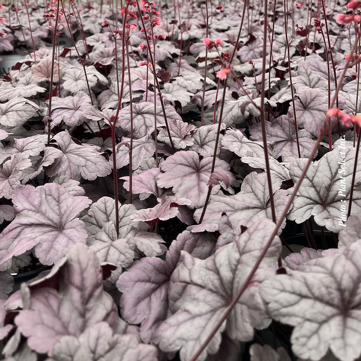 Heuchera 'Dolce Wildberry'