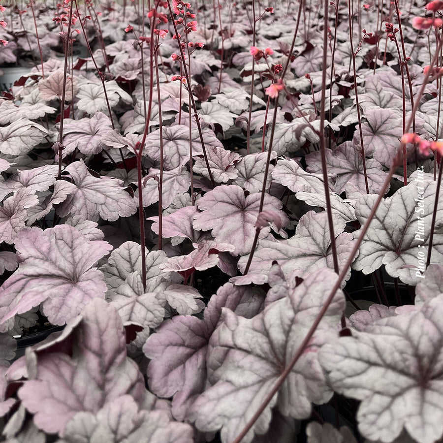 Heuchera 'Dolce Wildberry'