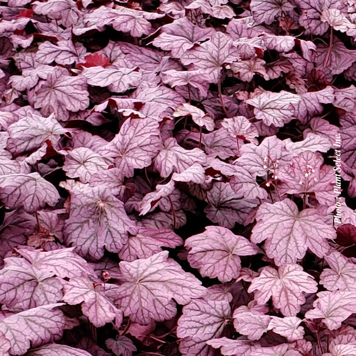 Heuchera 'Primo Wild Rose'