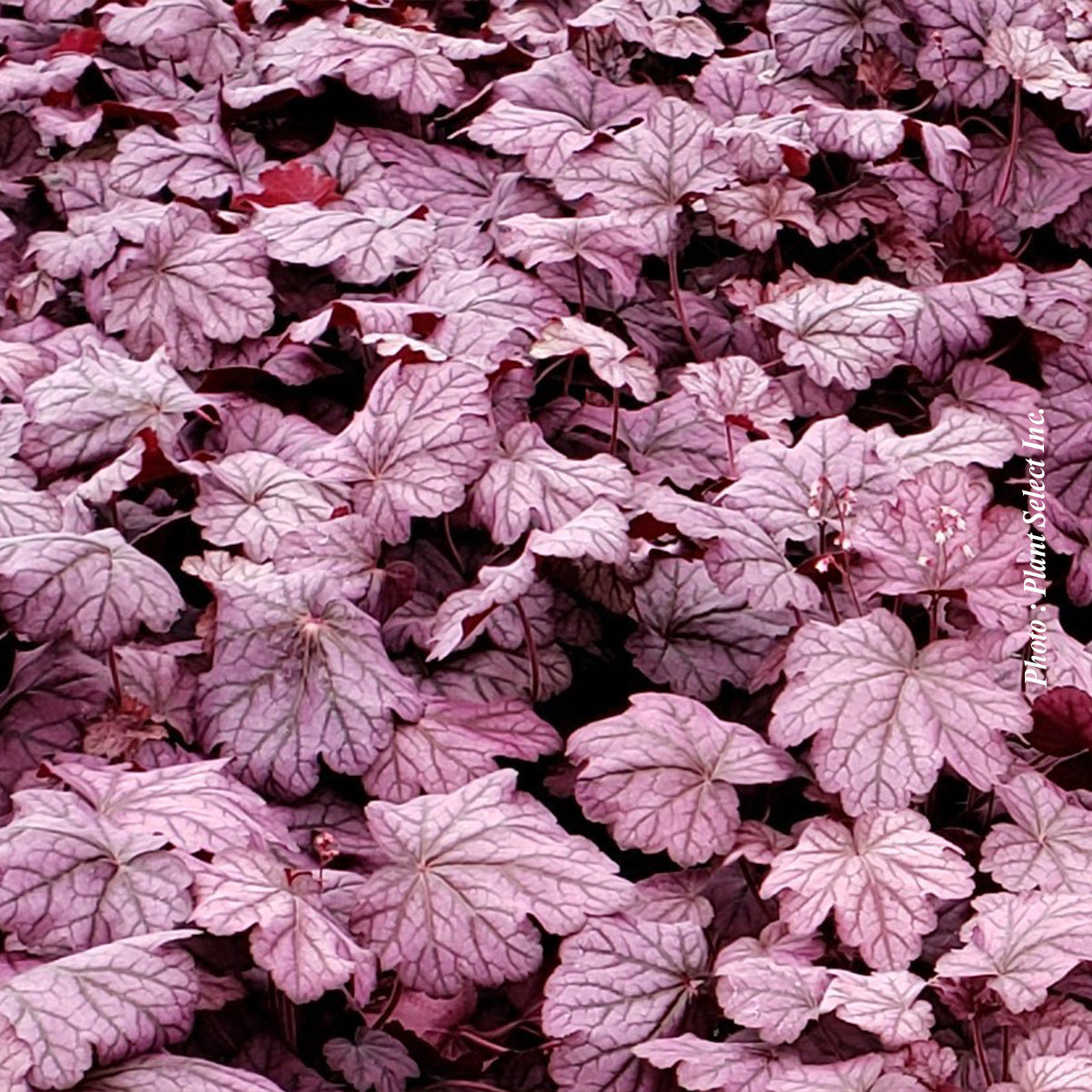 Heuchera 'Primo Wild Rose'