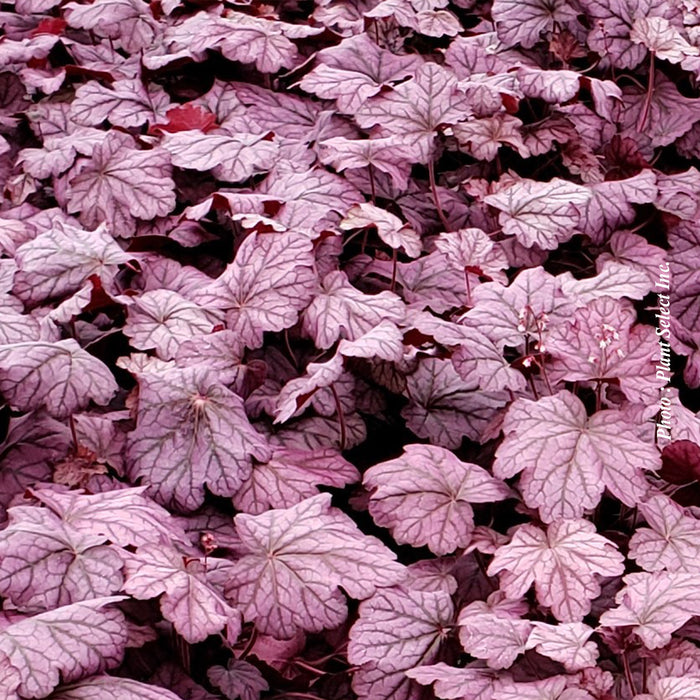 Heuchera 'Primo Wild Rose'