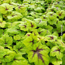 Heucherella 'Catching Fire'