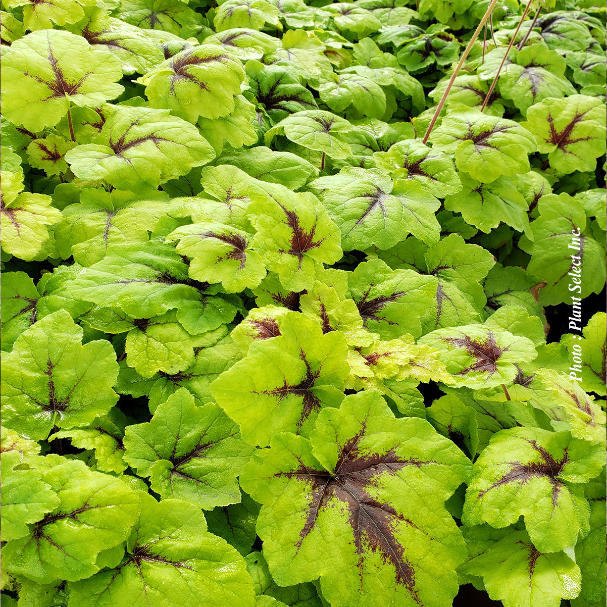 Heucherella 'Catching Fire'