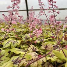 Heucherella 'Fun and Games Eye Spy'