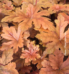 Heucherella 'Fun and Games Hopscotch'