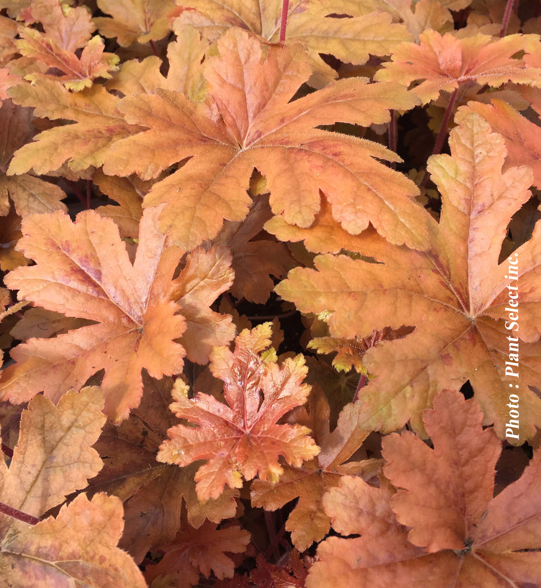 Heucherella 'Fun and Games Hopscotch'