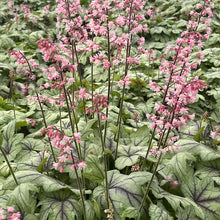 Heucherella 'Pink Fizz'