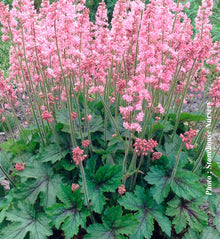 Heucherella 'Pink Revolution'
