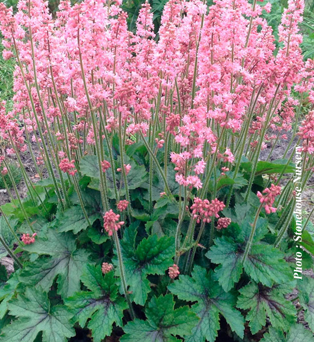 Heucherella 'Pink Revolution'