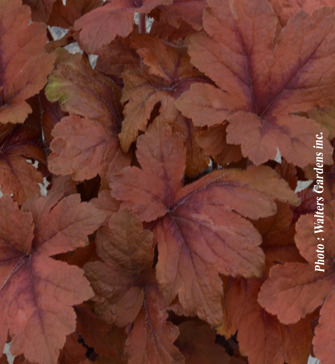 Heucherella 'Pumpkin Spice'