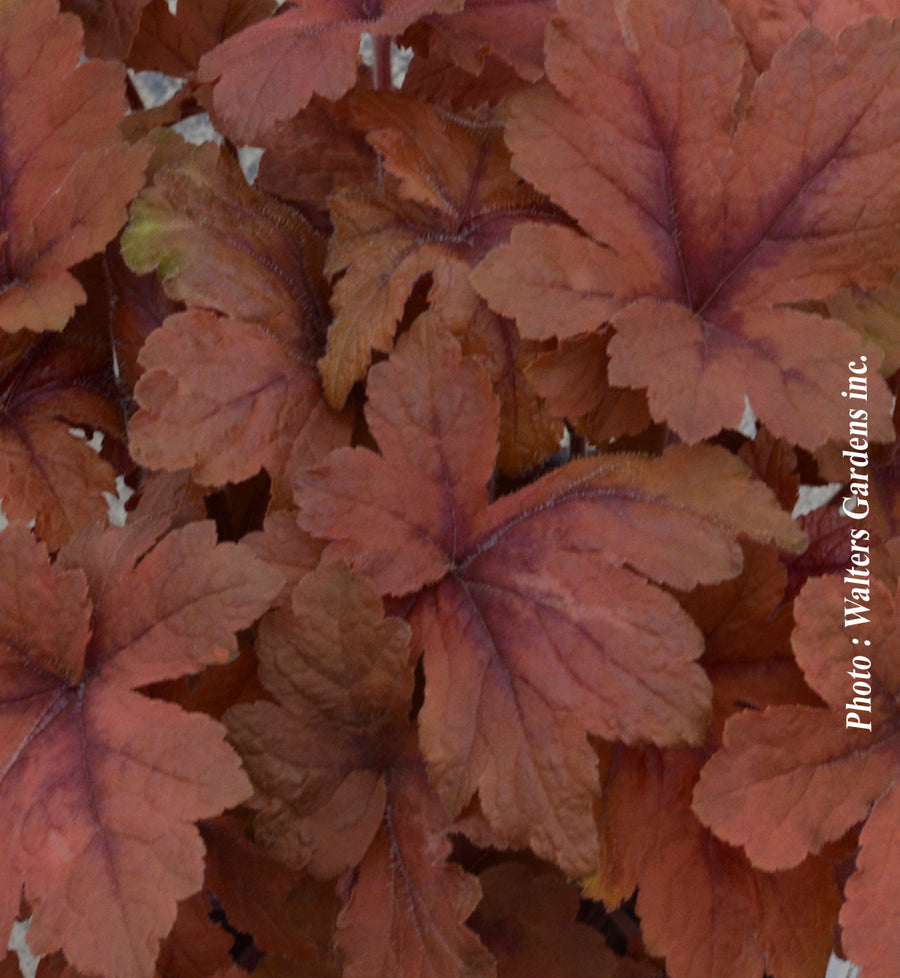 Heucherelle ‘Pumpkin Spice’ — Heucherella