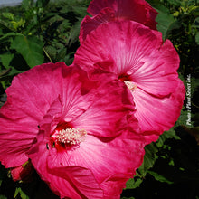 Hibiscus 'Airbrush Effect'