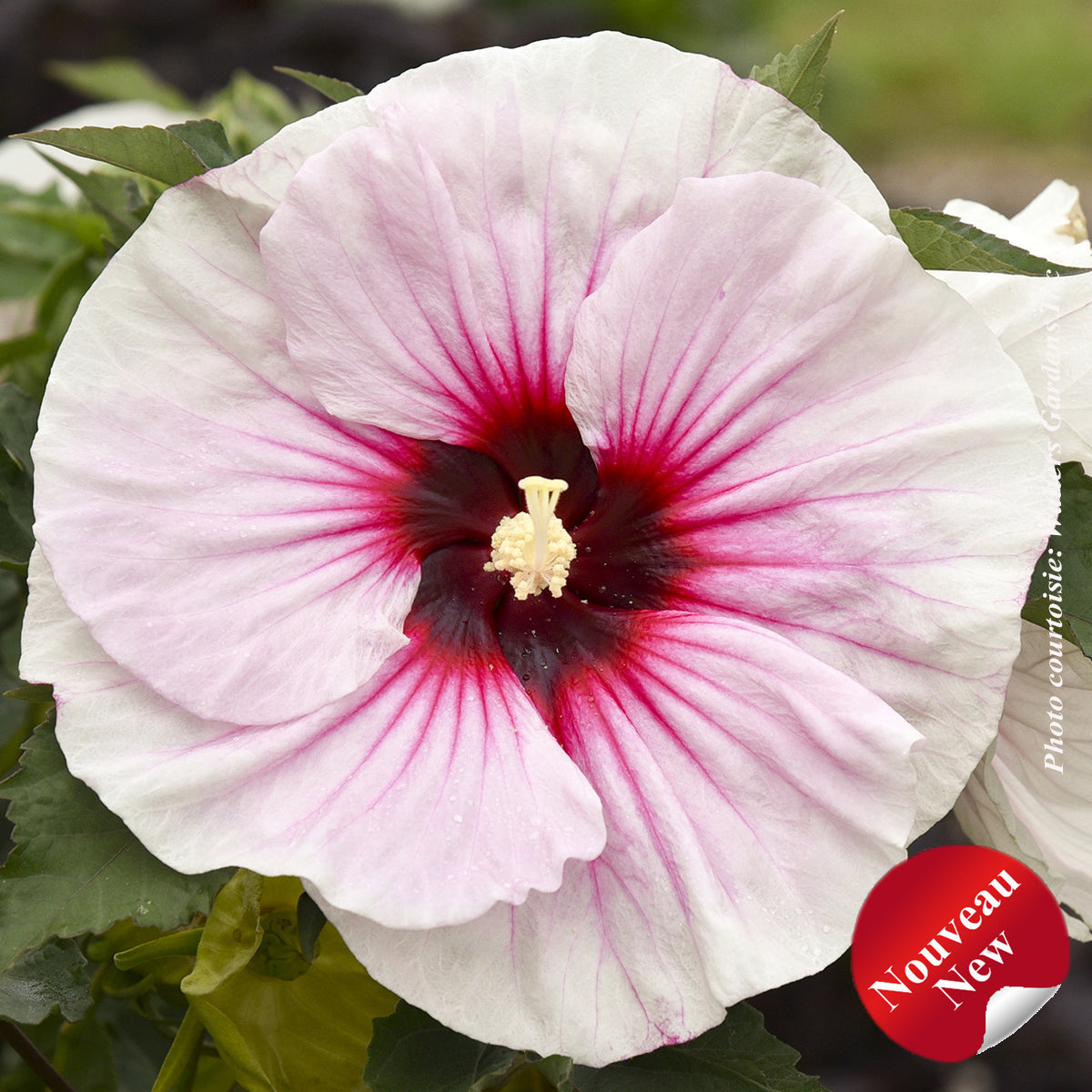 Hibiscus 'Angel Eyes'