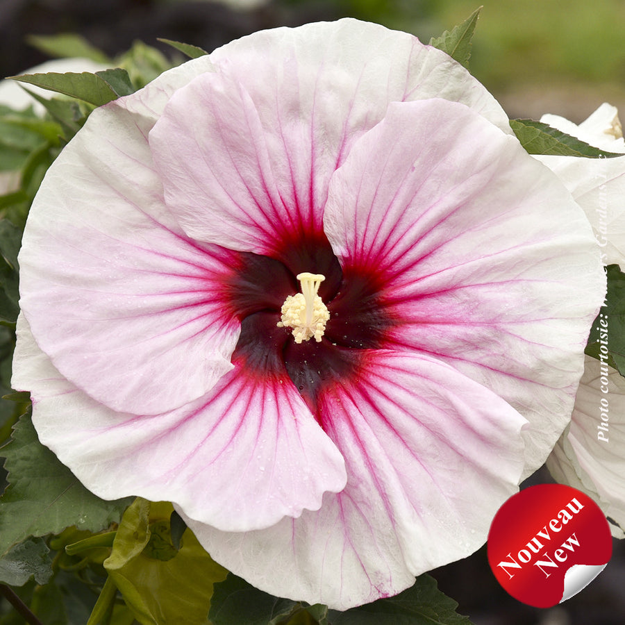 Hibiscus 'Angel Eyes'