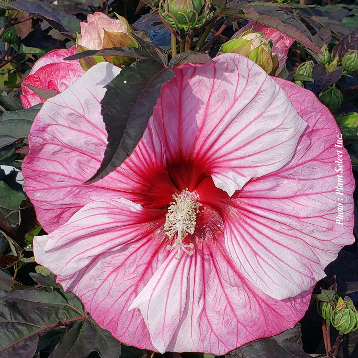 Hibiscus 'Summerific Cherry Choco Latte'