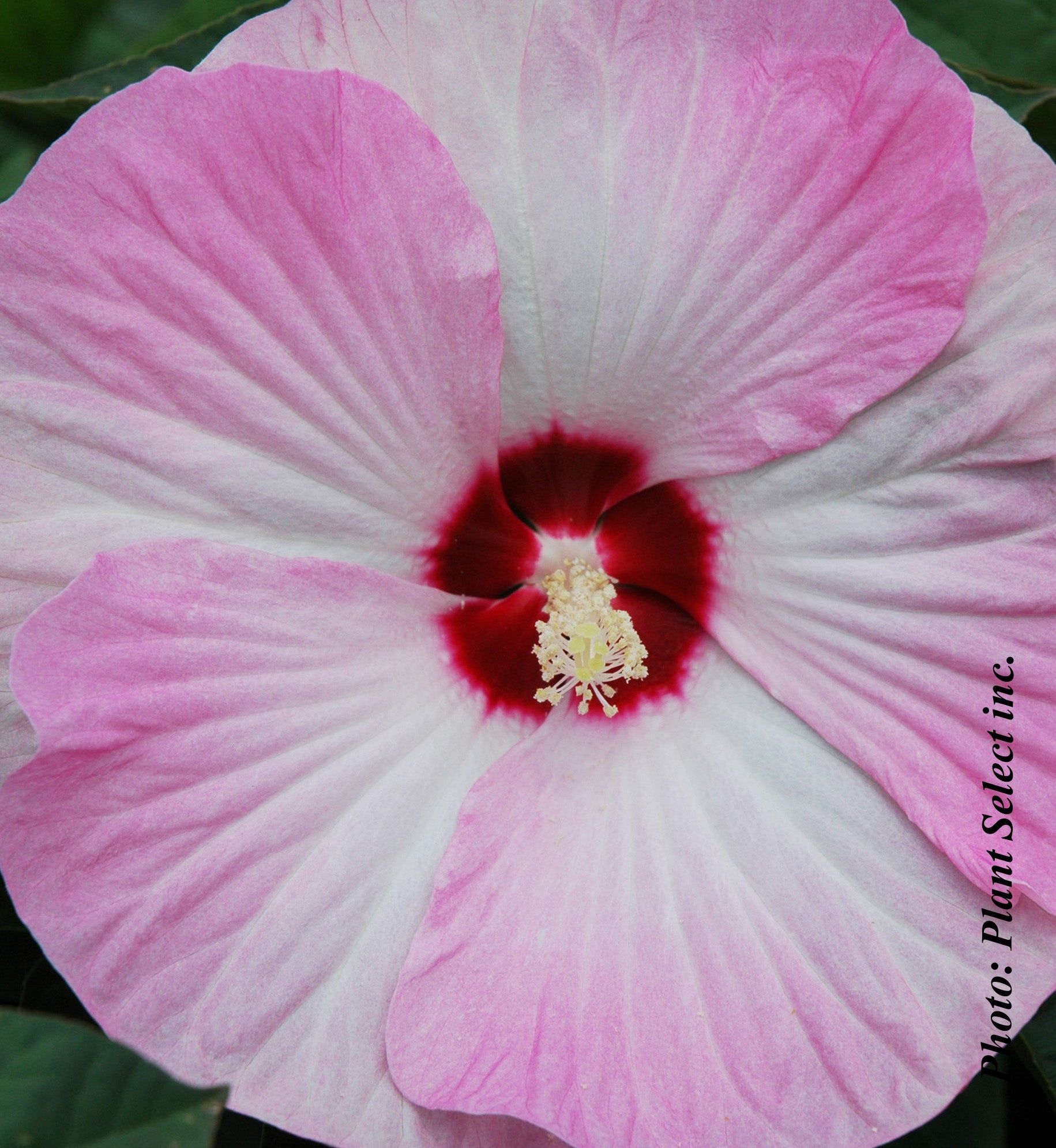 Hibiscus moscheutos 'Luna Pink Swirl'