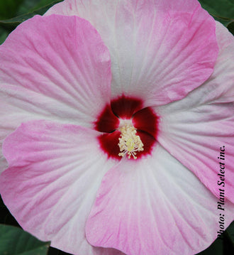 Hibiscus vivace 'Luna Pink Swirl'. La fleur ouverte porte des pétales larges et arrondis, aux fines nervures vers le cœur. Des tons blancs et roses se partagent les pétales, avec des changements nets sur chaque fleur. Un œil rouge foncé entoure les étamines pâles au cœur de la fleur. Les parties florales occupent le cadre, laissant seulement voir de petites zones du fond. La vue de près montre les pétales et le cœur de la fleur en détail.