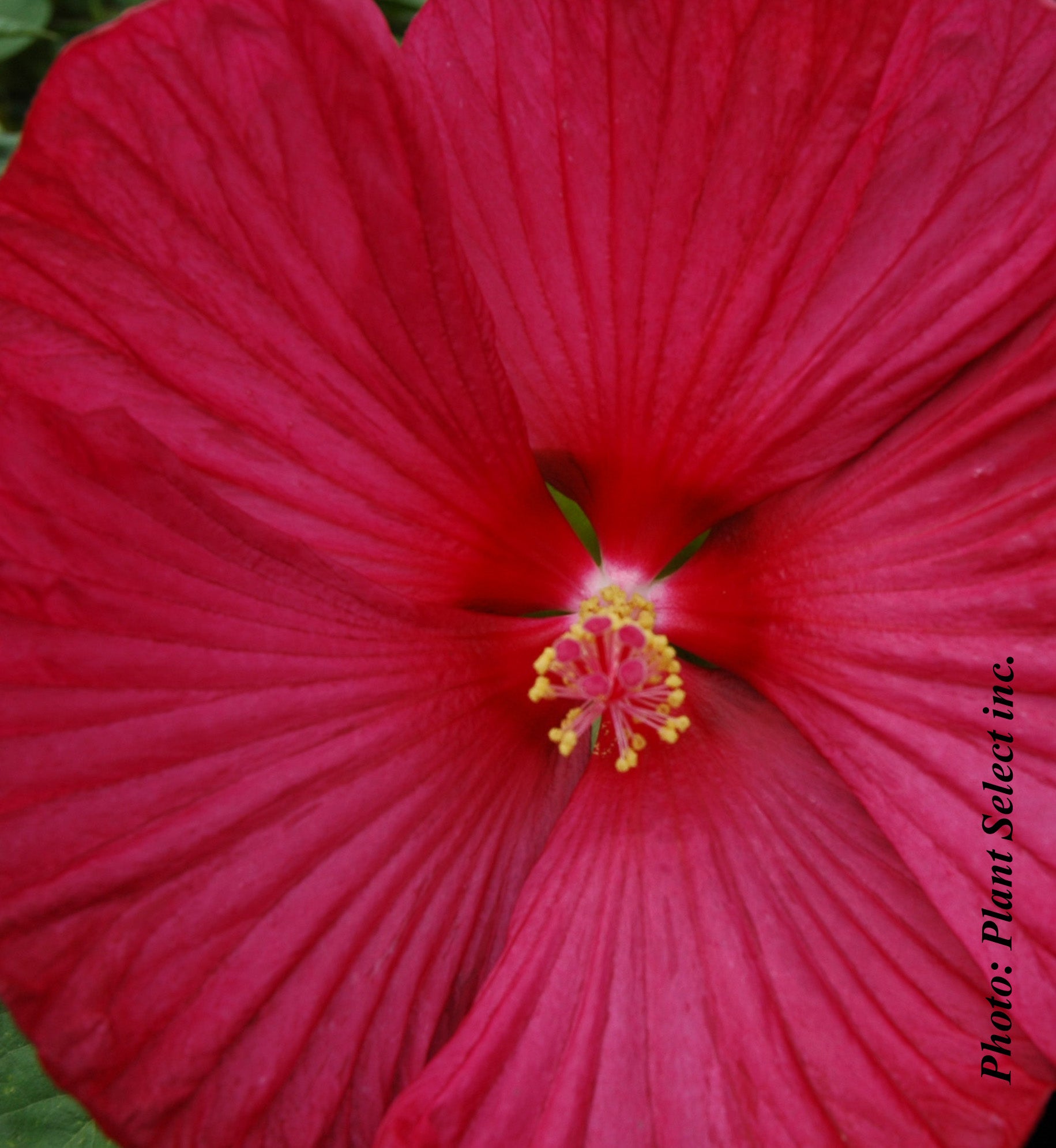 Hibiscus moscheutos 'Luna Red'