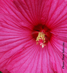 Hibiscus moscheutos 'Luna Rose'