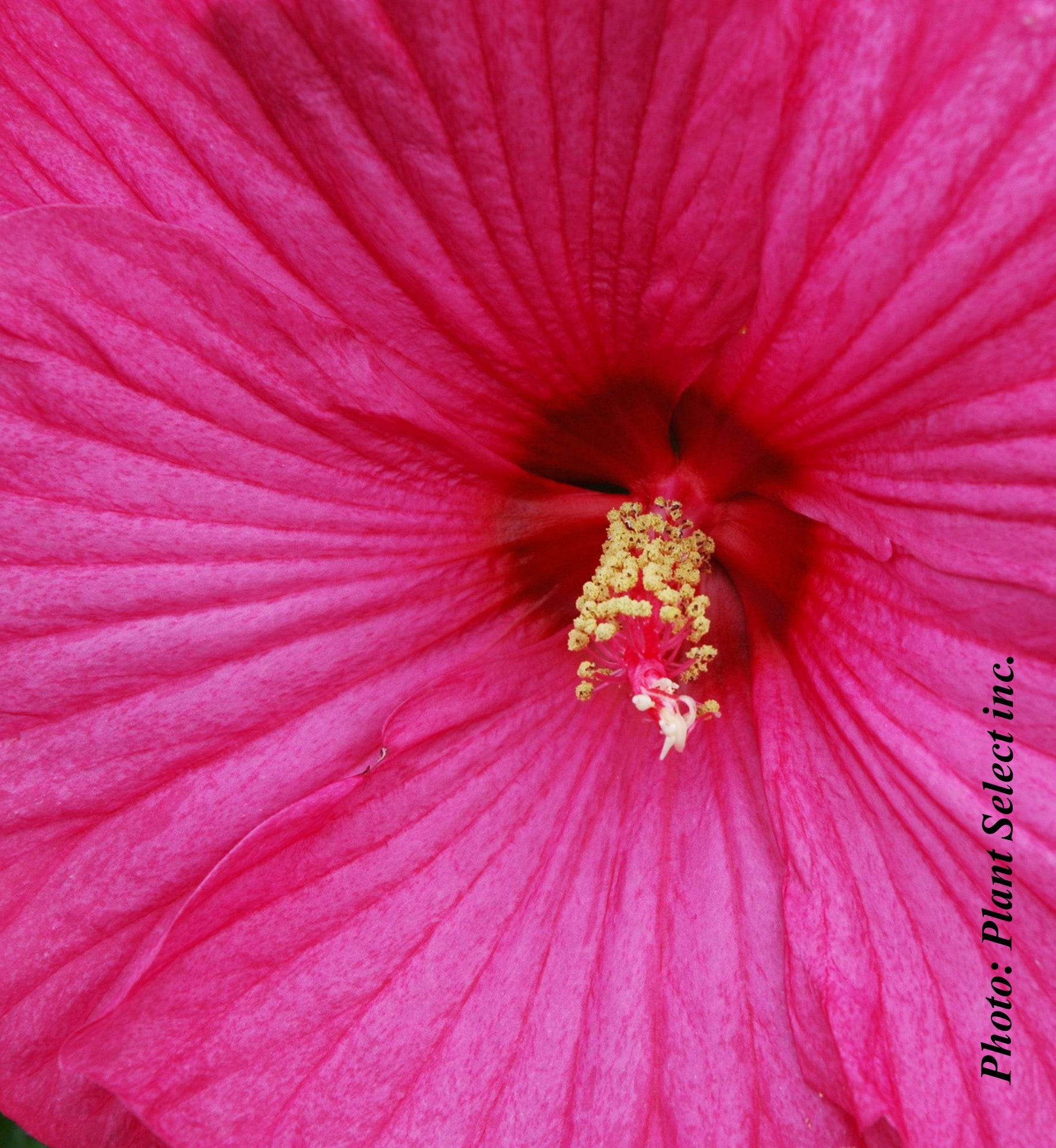 Hibiscus moscheutos 'Luna Rose'