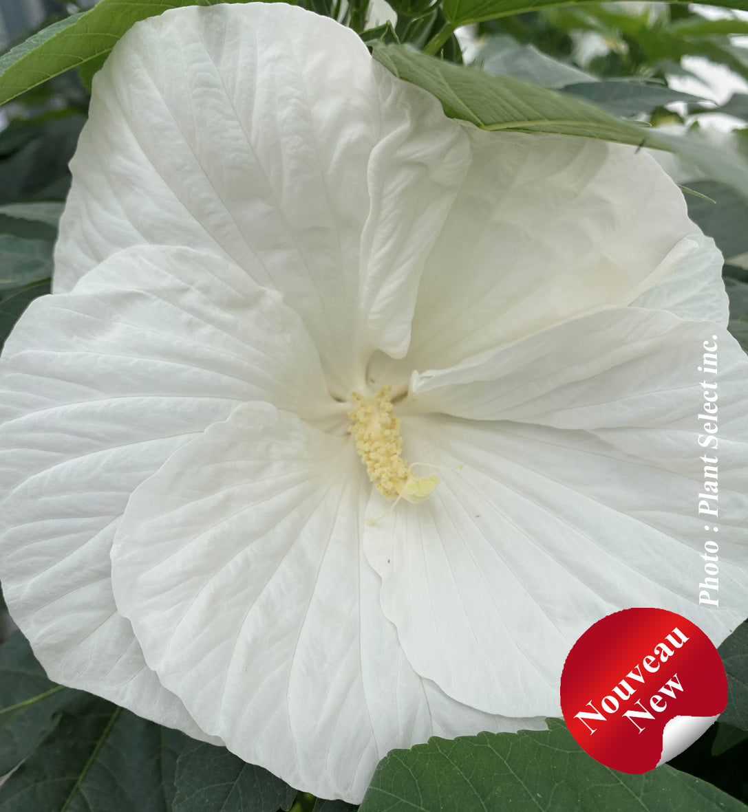 Hibiscus 'Marshmallow Moon'