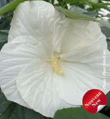 Hibiscus 'Marshmallow Moon'