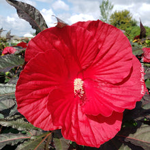 Hibiscus 'Midnight Marvel'