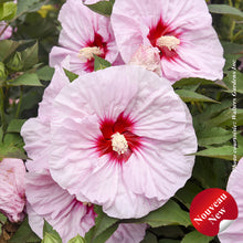 Hibiscus 'Summerific All Eyes on Me'