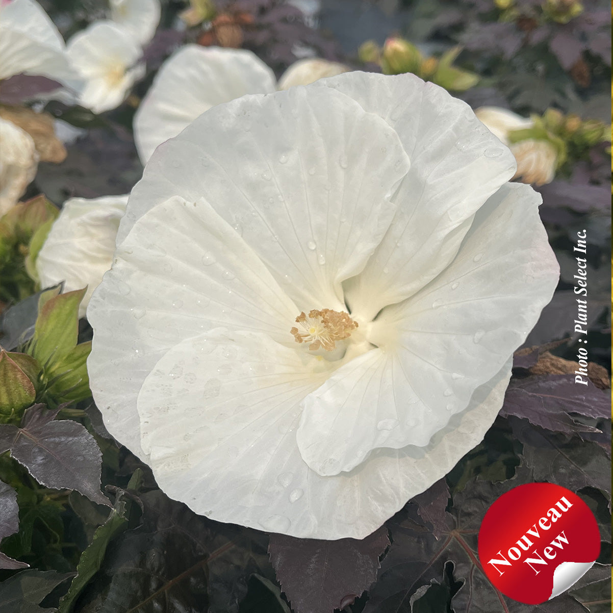 Hibiscus 'Summerific Cookies and Cream'