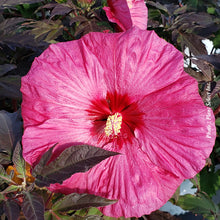 Hibiscus 'Summerific Berry Awesome'