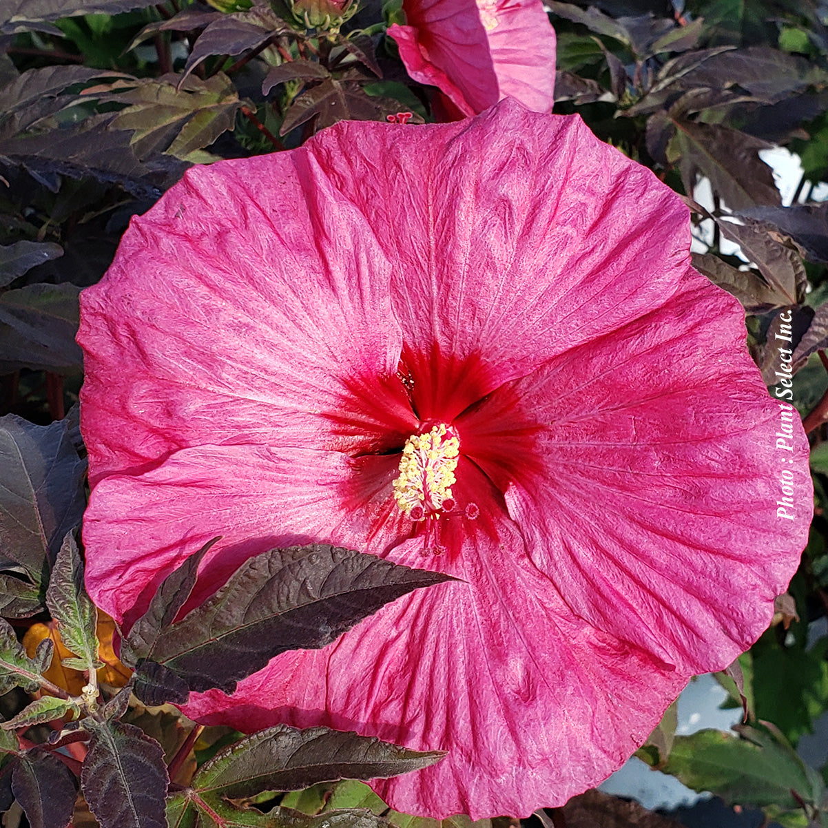 Hibiscus 'Summerific Berry Awesome'