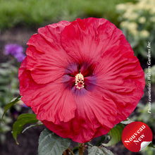 Hibiscus 'Summerific Valentine's Crush'