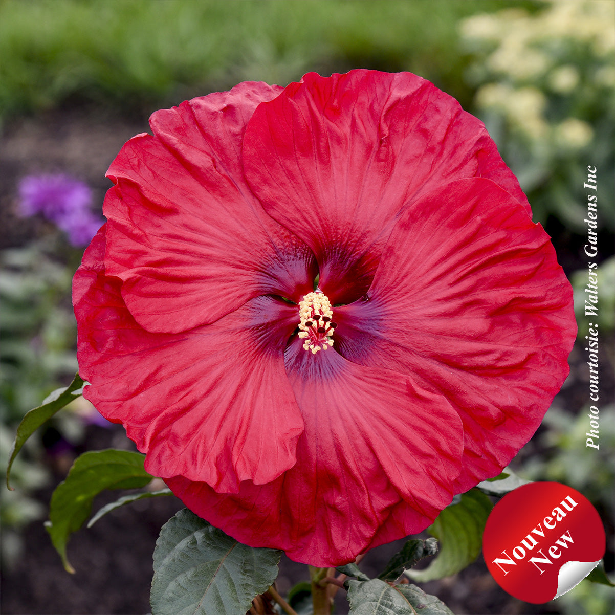 Hibiscus 'Summerific Valentine's Crush'