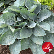 Hosta 'Shadowland Above the Clouds'