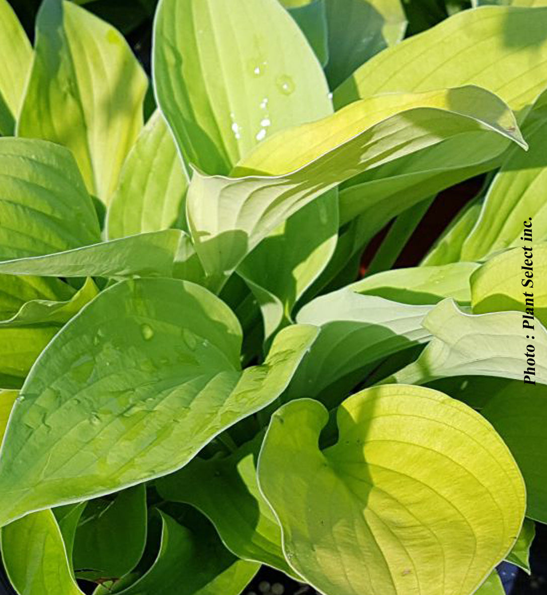 Hosta 'August Moon'