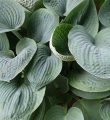 Hosta 'Big Daddy'