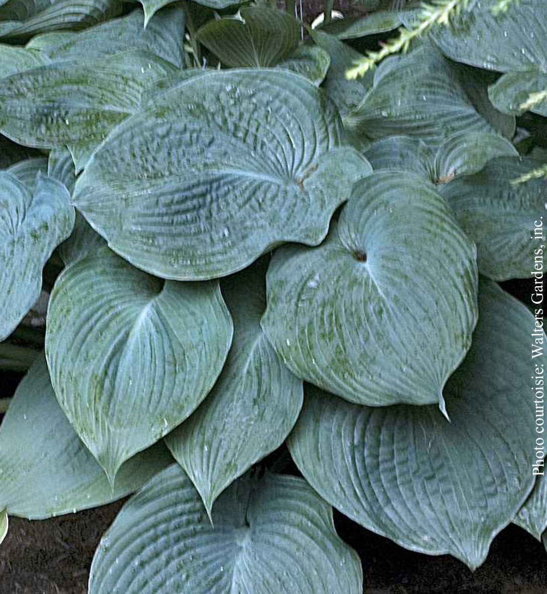 Hosta 'Blue Angel'