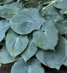 Hosta 'Blue Angel'