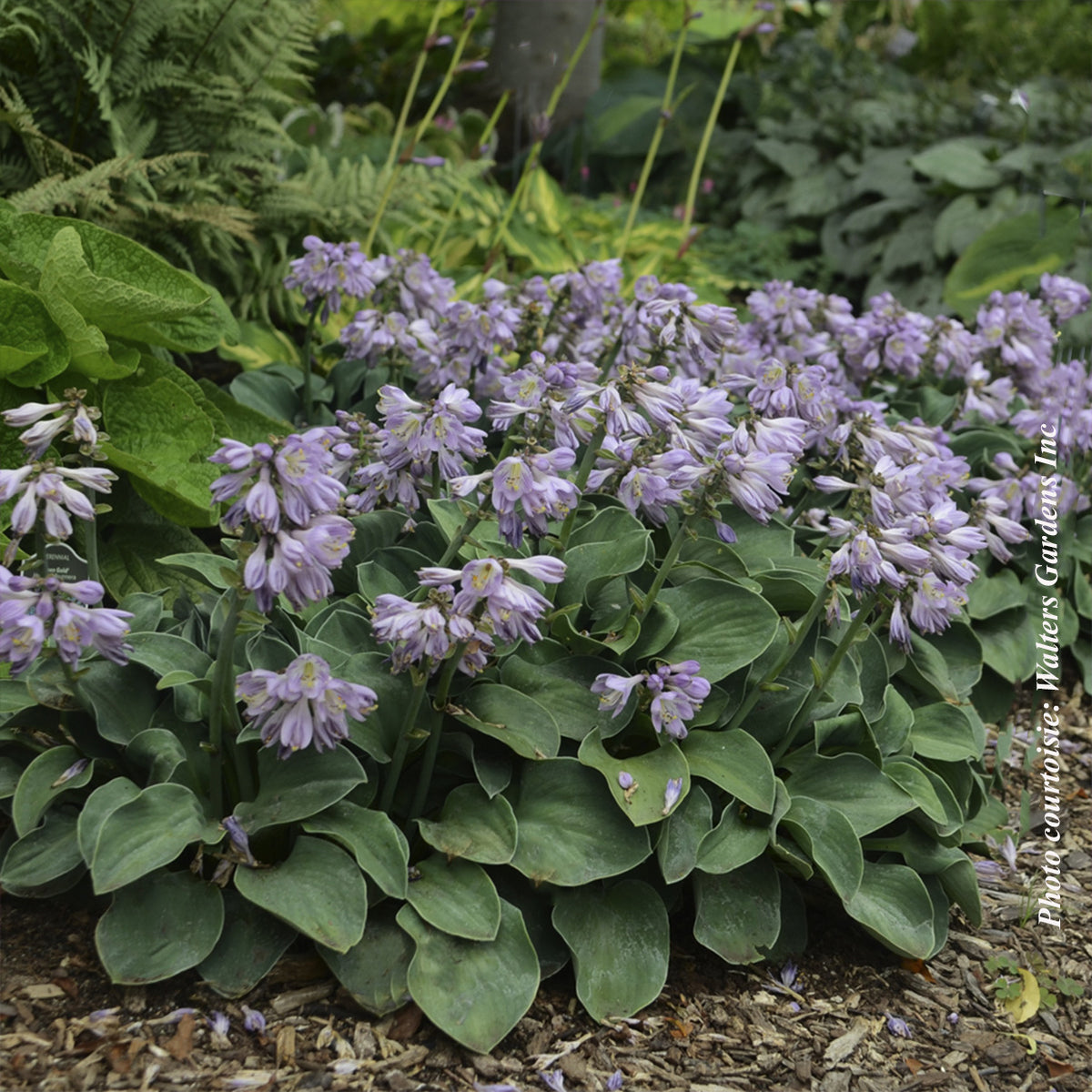 Hosta 'Blue Mouse Ears'