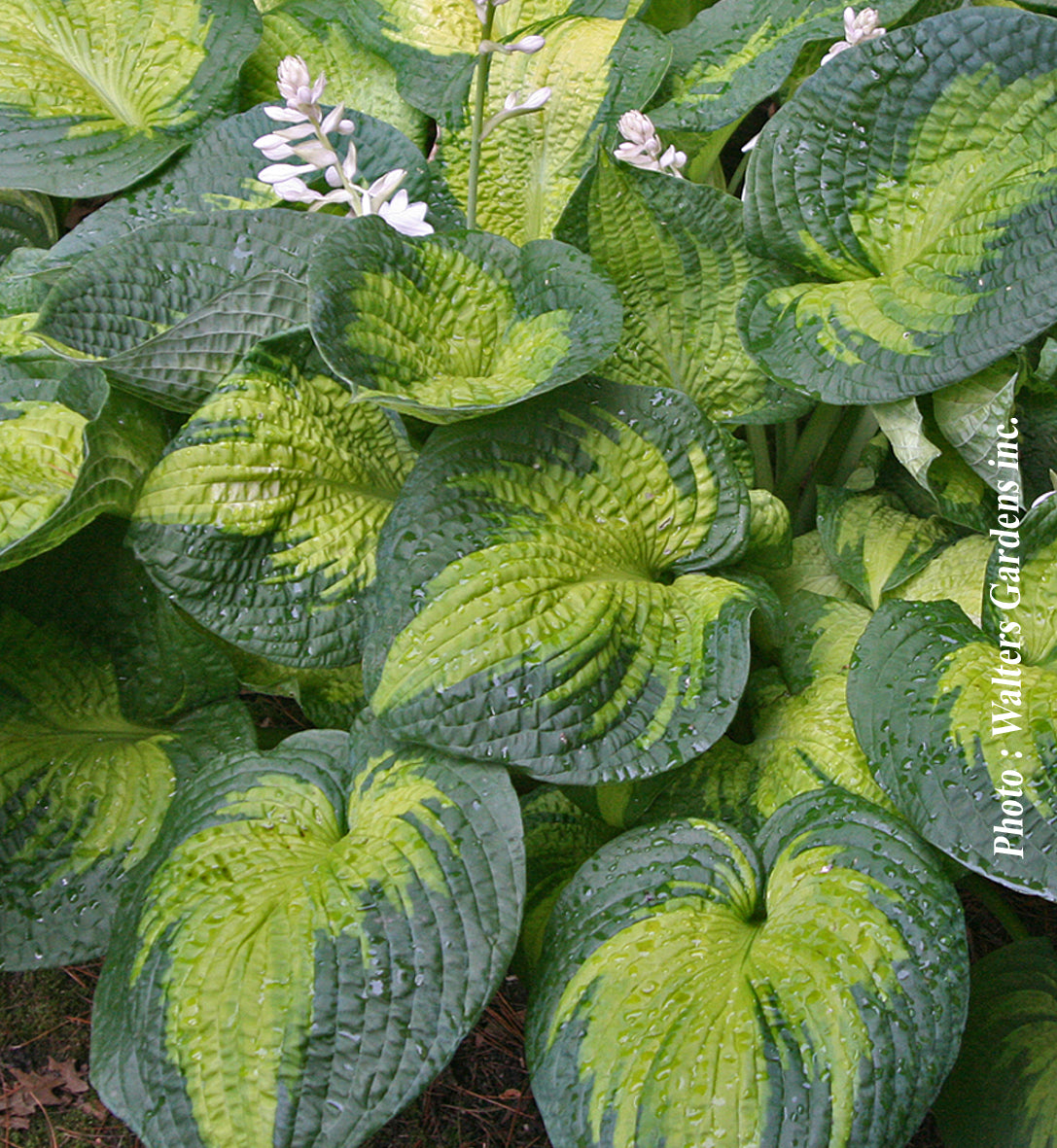 Hosta 'Brother Stefan'