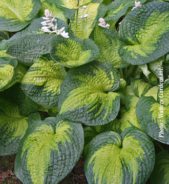 Hosta 'Brother Stefan'. Les larges feuilles en touffe se chevauchent, avec des pointes et bords courbes aux divers angles. Les centres jaunes des feuilles sont entourés de bords verts, avec des changements de couleur bien nets. Des côtes et des creux profonds créent une texture nette sur la surface des feuilles. Les feuilles couvrent le cadre, avec des ombres dans les espaces qui les séparent. De grandes tiges montent au-dessus des feuilles, avec des fleurs pâles ouvertes en haut.
