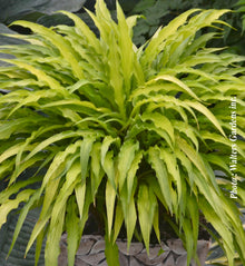 Hosta 'Curly Fries'