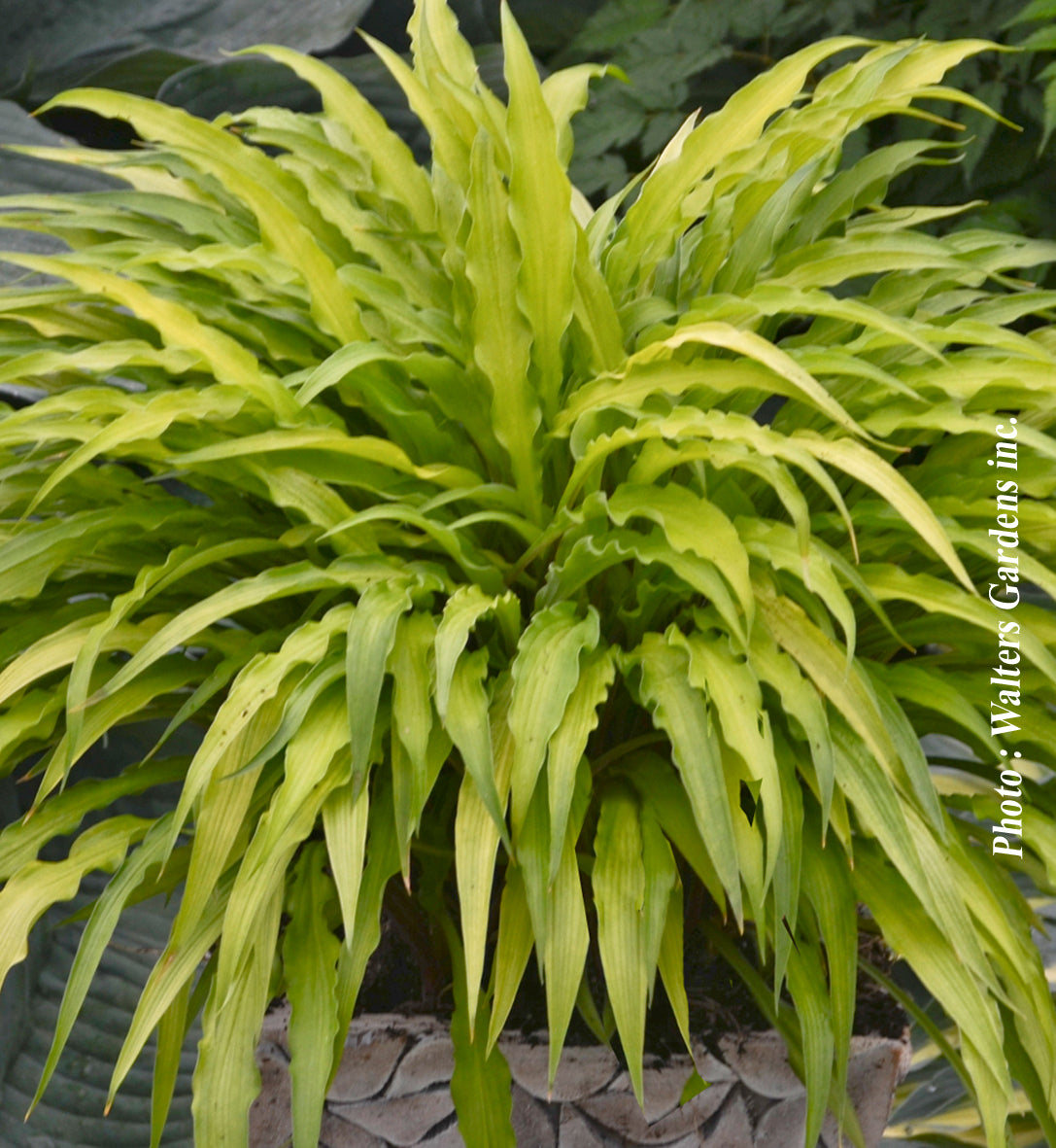 Hosta 'Curly Fries'