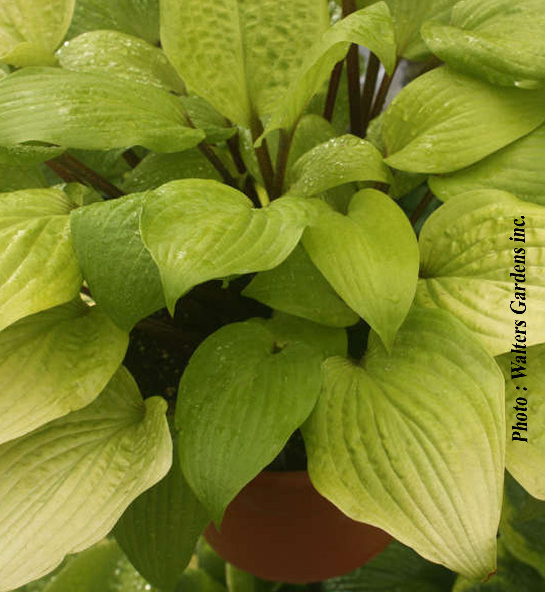 Hosta 'Designer Genes'