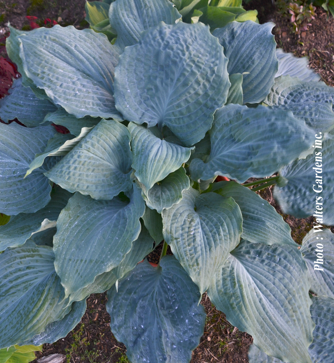 Hosta 'Shadowland Diamond Lake'