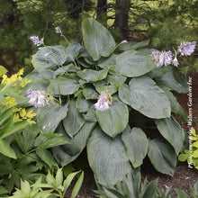 Hosta 'Shadowland Empress Wu'