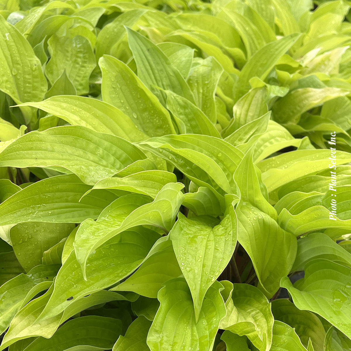 Hosta 'Fire Island'